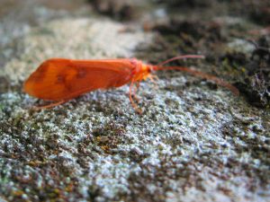 Fall Caddis in WNC