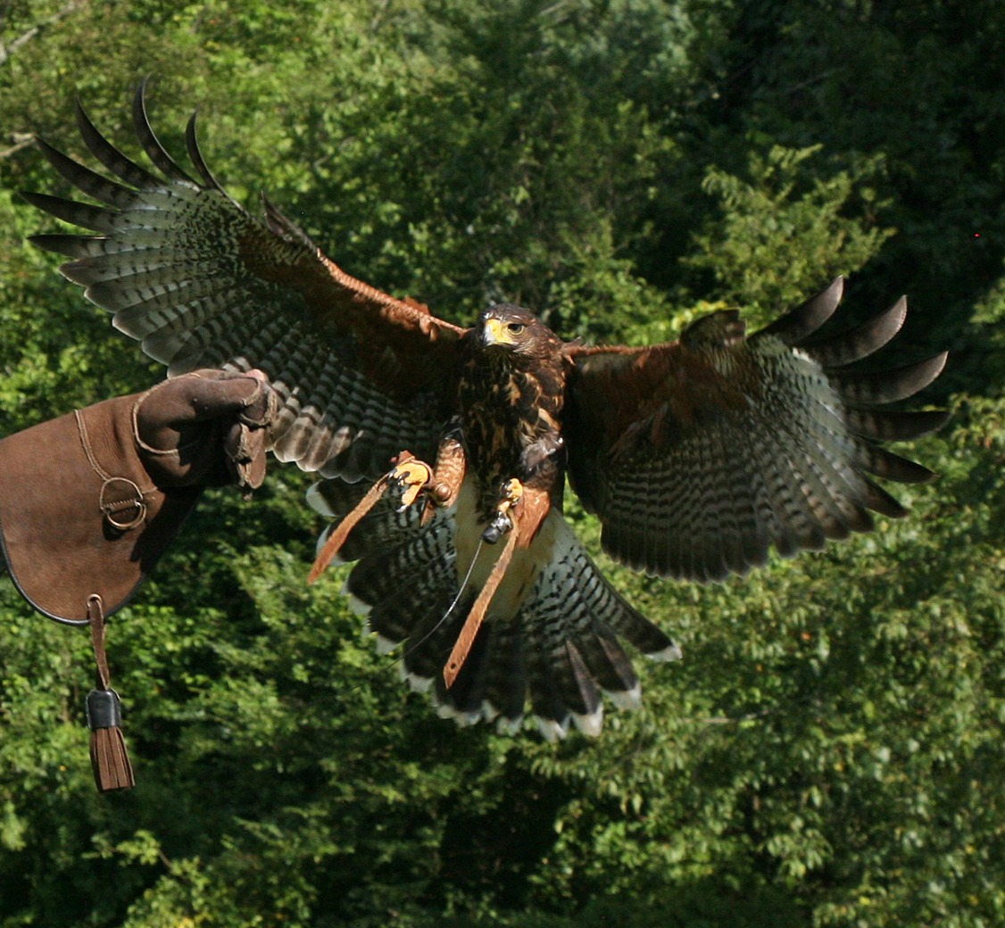 Harris Hawk Flying to the Glove Curtis Wright Outfitters Curtis Wright Outfitters