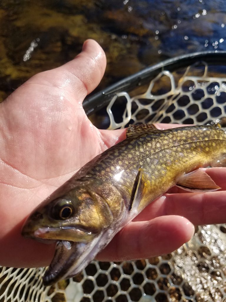 Guided Fly Fishing & Falconry - Curtis Wright Outfitters