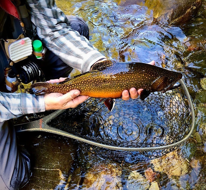 Brook Trout Curtis Wright Outfitters