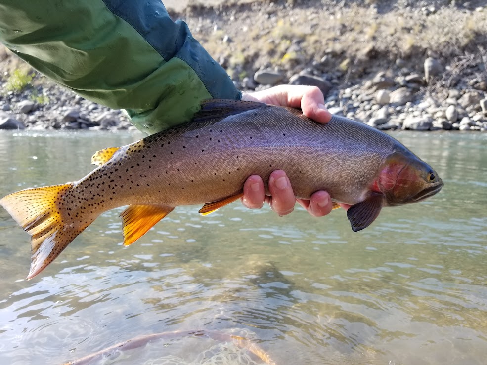 Fat Cuttbow Trout Curtis Wright Outfitters