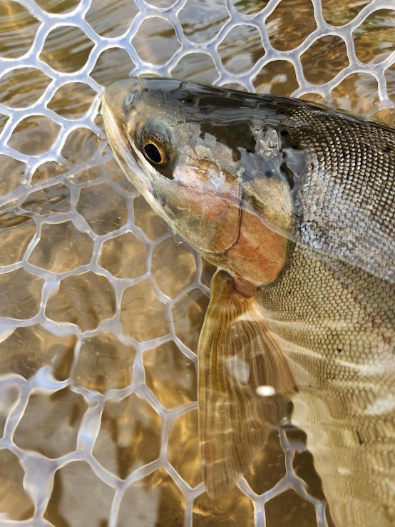 Trout Close and Personal Curtis Wright Outfitters