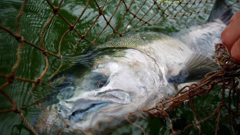 Hosted Fly Fishing Trip to Alaska to Chase Salmon Dolly Varden and Grayling Curtis Wright Outfitters Curtis Wright Outfitters