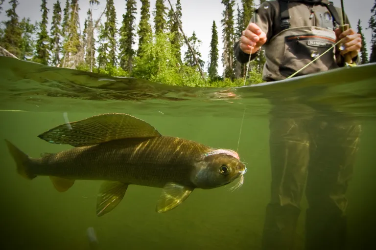 2025 Hosted Fishing Trip to Alaska Curtis Wright Outfitters